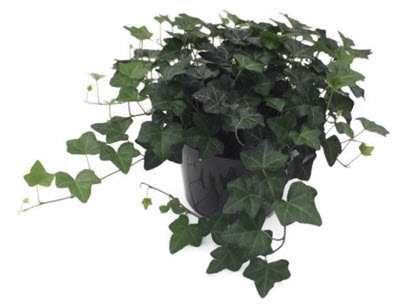 Greenheart Ivy